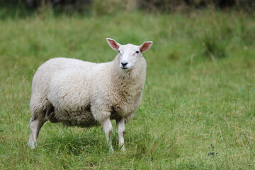 Schaf / Sheep / Ovis