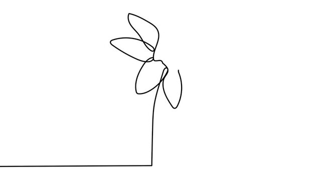 Self drawing animation continuous single drawn one line Narcissus, flower