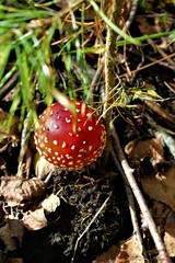 fly agaric amanita muscaria