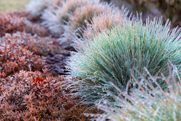 Plants in the ice on the flowerbed, close-up, autumn frosts.