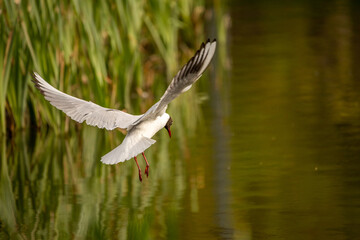 Big white seagull on a background of blue sky