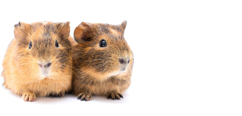 Two Guinea pigs on white background copy space banner