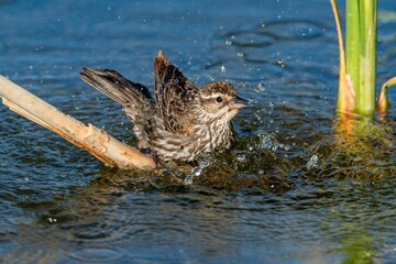 Close up of a female Red-winged Blackbird taking a spirited bath while using a partially submerged cattail stem for support.