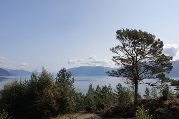 Obraz premium Norwegen - Sognefjord bei Nordrevik und Vadheim / Norway - Sognefjorden near Nordrevik and Vadheim /