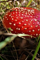 fly agaric mushroom