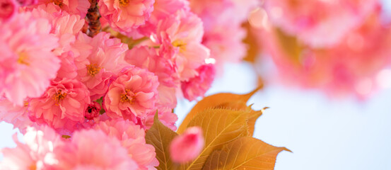 Sakura flower on sky background close up