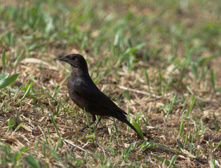 blackbird on the grass