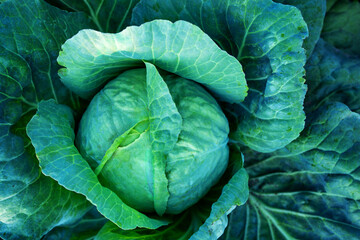 Obraz premium Big green cabbage on the farm. Vegetarian food background.