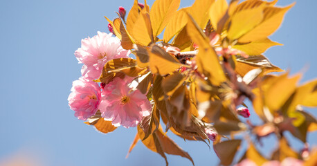 Sakura flower on sky background close up