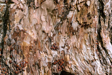 The bark of a thick pine tree with red beetles on it