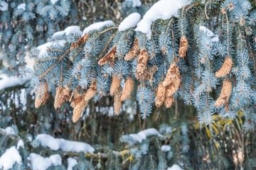 Blue spruce under the snow.branch with cones .Concept, new year, christmas. snowy winter .