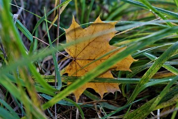 autumn leaves in the snow