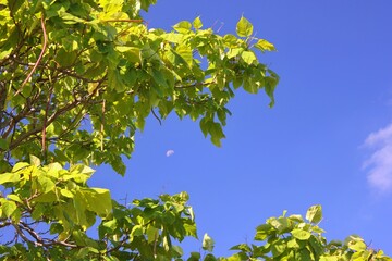 leaves against blue sky
