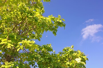 green leaves against blue sky