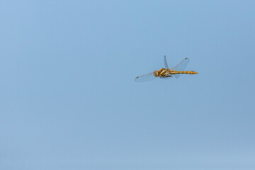 Fototapeta na wymiar Orange dragonfly against a clear blue sky