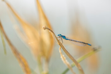 Blue damselfly perched on a pod against a tan background