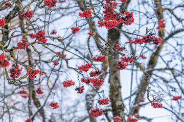 Red mountain ash under the snow. Concept, snowy winter.