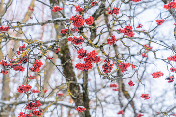 Red mountain ash under the snow. Concept, snowy winter.