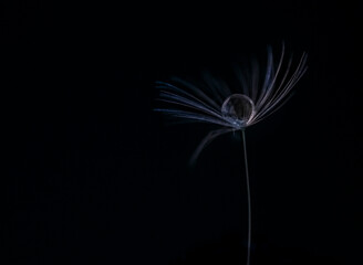 dandelion seed with drop of water on black background