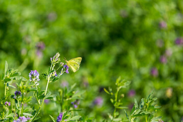 Yellow butterfly on purple blooms in a green field of alfalfa