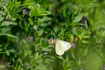 Light yellow butterfly on purple blooms in a green field of alfalfa