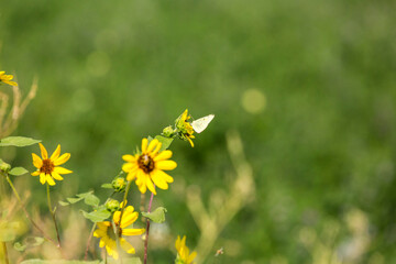 Small yellow butterfly eating from yellow and brown flowers in a field