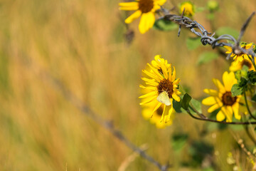 Small yellow butterfly eating nectar from brown and yellow flowers against a grassy background