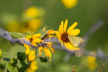 Small yellow butterfly eating nectar from brown and yellow flowers against a grassy background.  Flowers twined about a metal fence