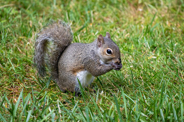 A cute grey squirrel going about his day.