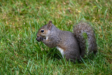 A cute grey squirrel going about his day.