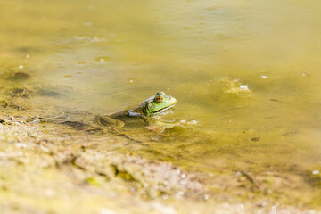 Green bullfrog with golden eyes sits in a pond of scummy water with rings around it