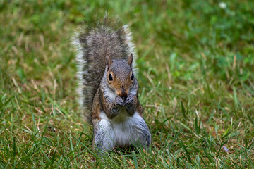 Naklejka na ściany i meble A cute grey squirrel going about his day.