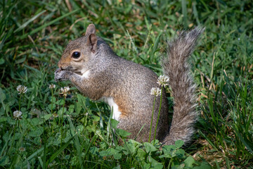 A cute grey squirrel going about his day.
