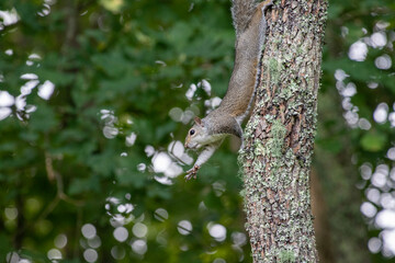 A cute grey squirrel going about his day.