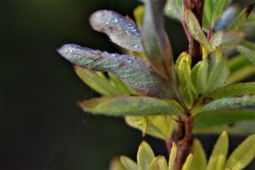 flower with dew drops