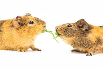 Two guinea pigs eat dill grass Isolated on white background.
