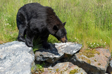 An Alaska black bear on a rock