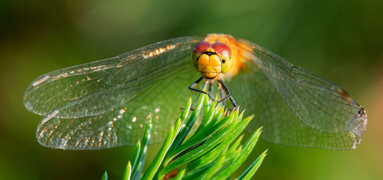A dragonfly sits on a green branch of a Christmas tree.