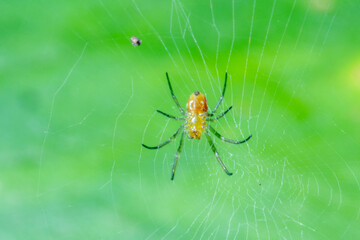 A small spider hanging on its web