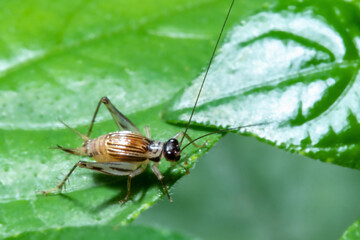 A bug posing on top of a leaf