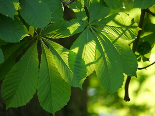 Fototapeta na wymiar Light flooded detail views of Ross chestnut leaves. The structure is easy to see. Different shades of green are ideal to use this picture well as a background