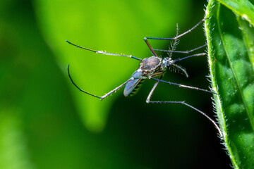 A mosquito perched on the leaf detailed view