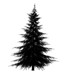 Black silhouette of Pine, Christmas tree icon isolated on white background. 