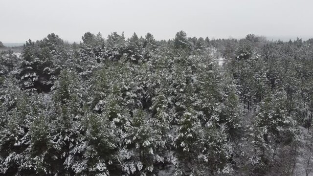 Winterwald