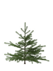 Green Pine, christmas tree isolated on white background. Banner design, 3D illustration, cg render