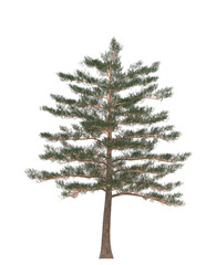 Green Pine, christmas tree isolated on white background. Banner design, 3D illustration, cg render