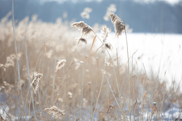 Obraz premium Winterlicht mit Schilf und Schnee