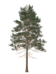 Fototapeta premium Green Pine, christmas tree isolated on white background. Banner design, 3D illustration, cg render