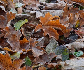Herbstblätter nach erstem Nachtfrost.