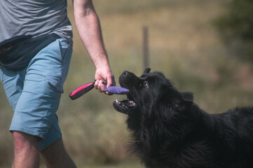 Czarny pies chwytający zabawkę z ręki przewodnika